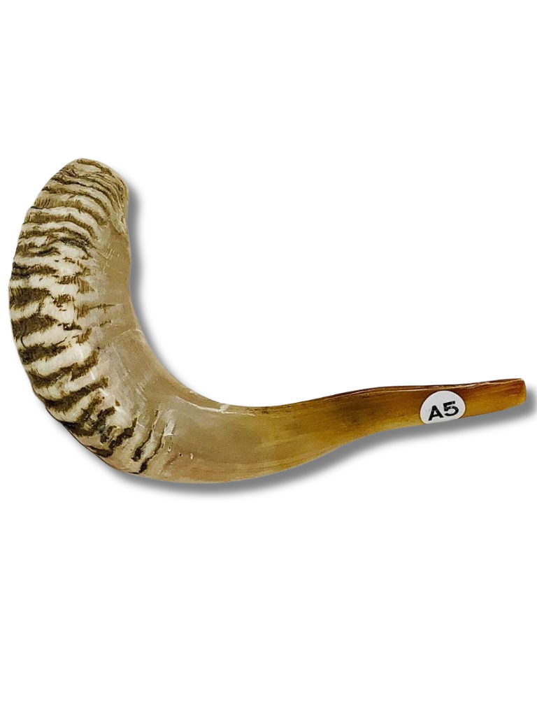 Shofar carnero A5