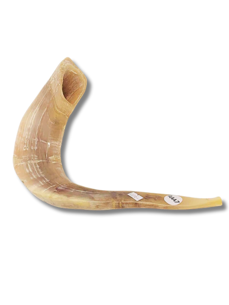 Shofar Carnero A7