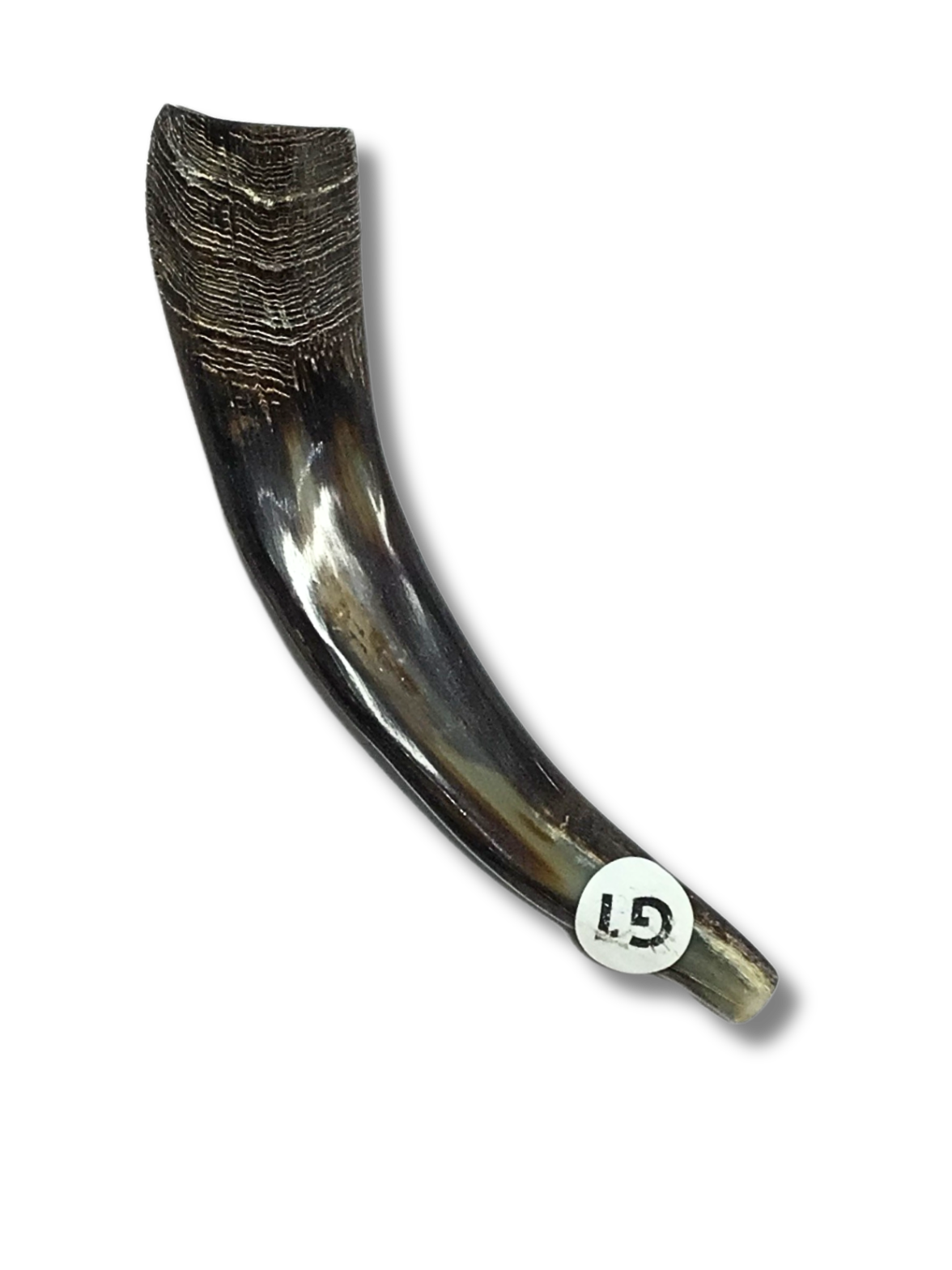 Shofar cabra G1