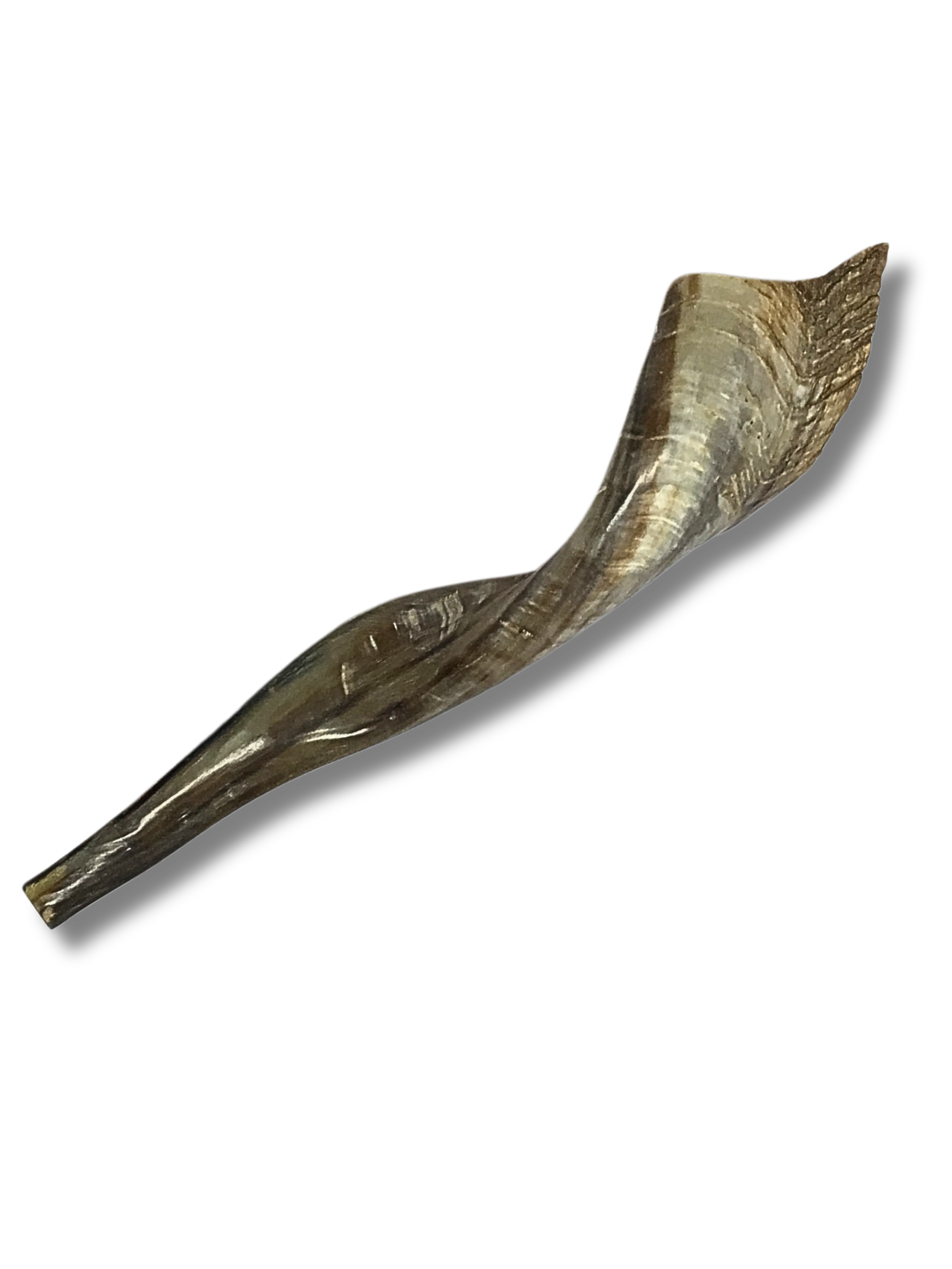 Shofar cabra G4