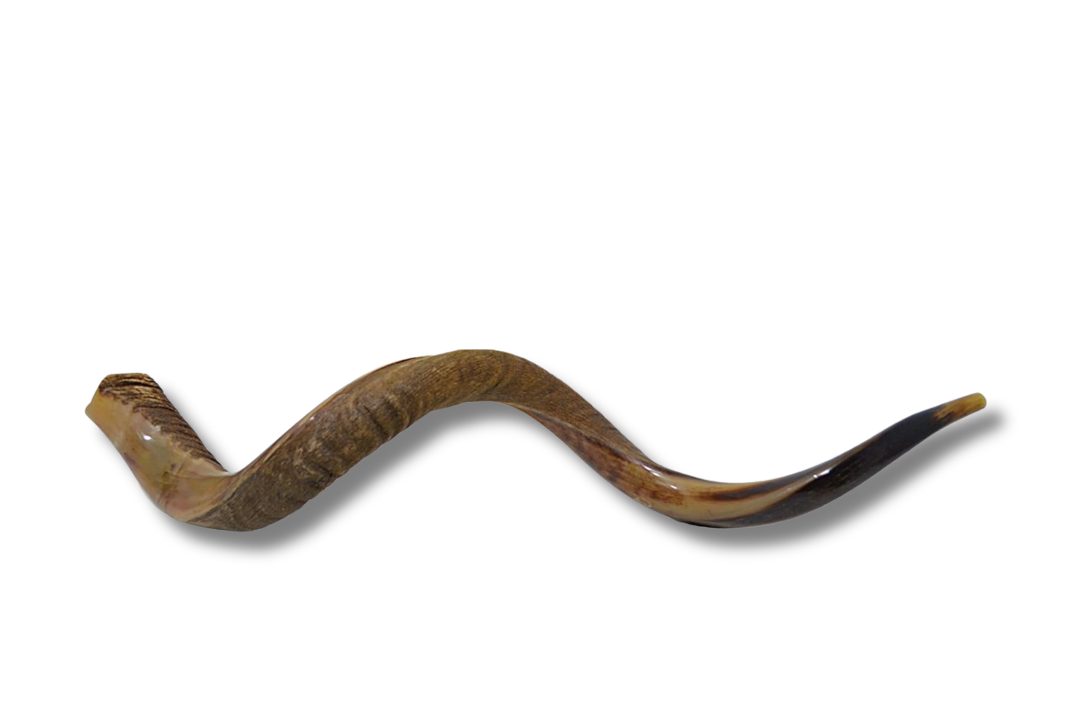 Shofar antílope super jumbo