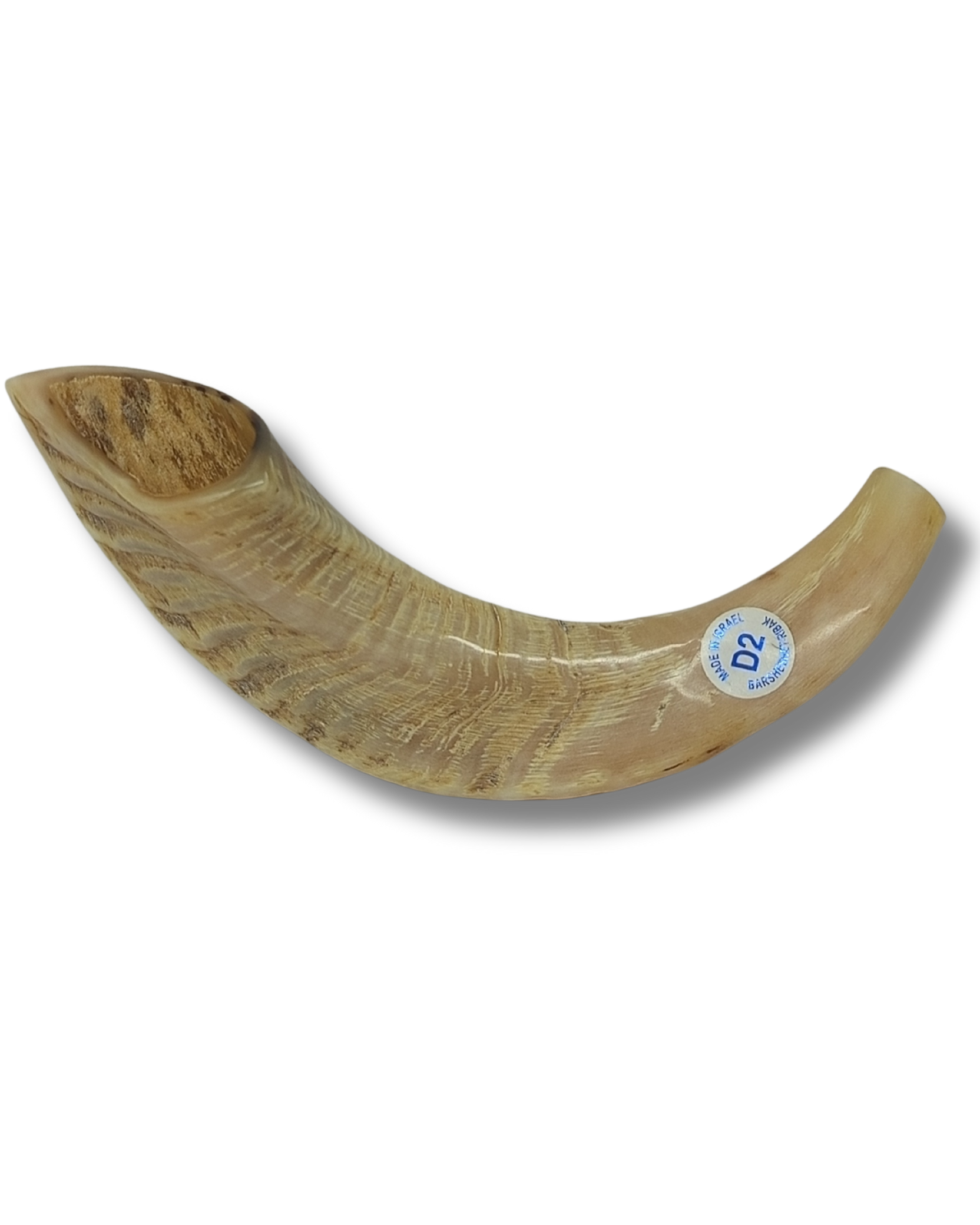 Shofar carnero D2