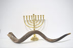 Super Jumbo Antelope Shofar