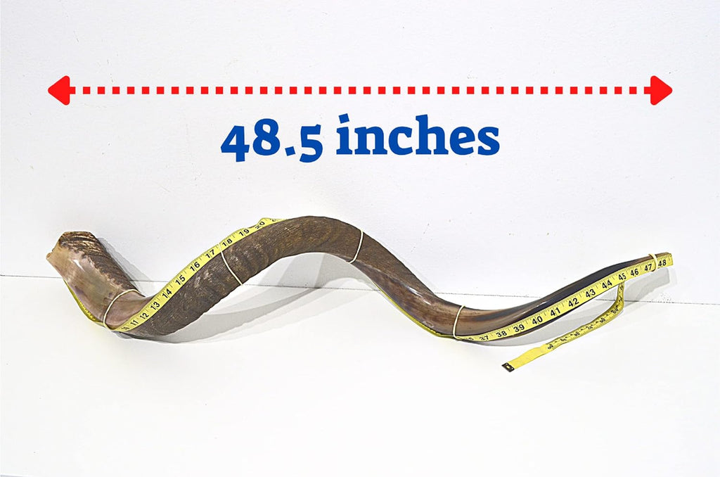 Shofar antílope super jumbo