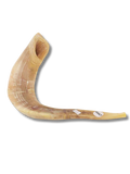 Shofar Carnero A7