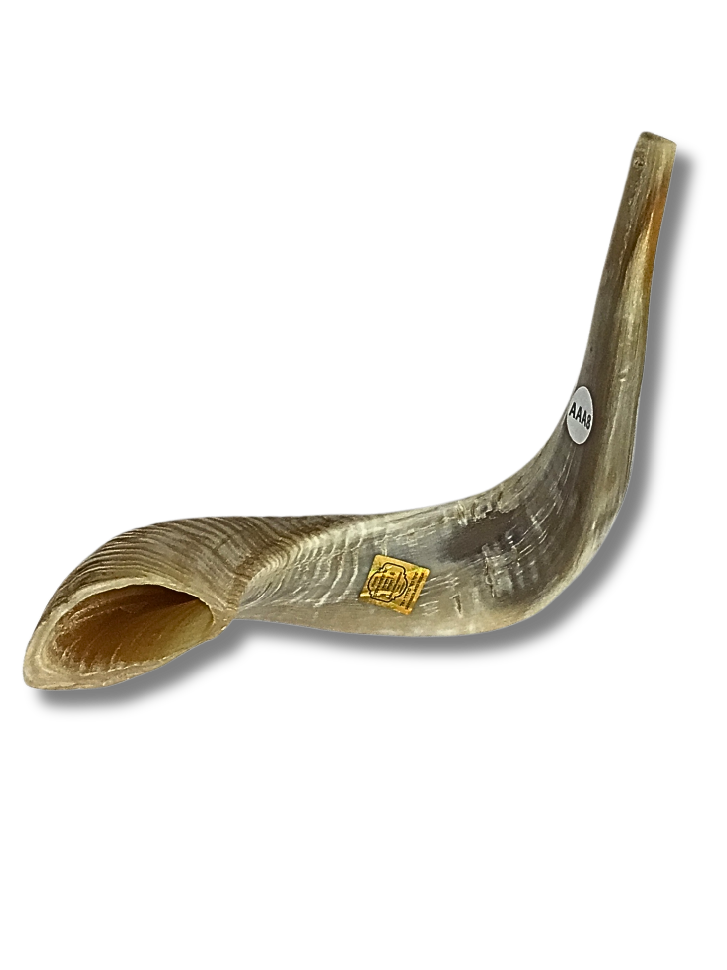 Shofar carnero A8