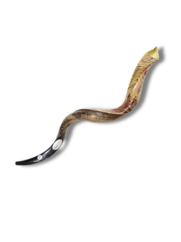 Shofar antilope XL
