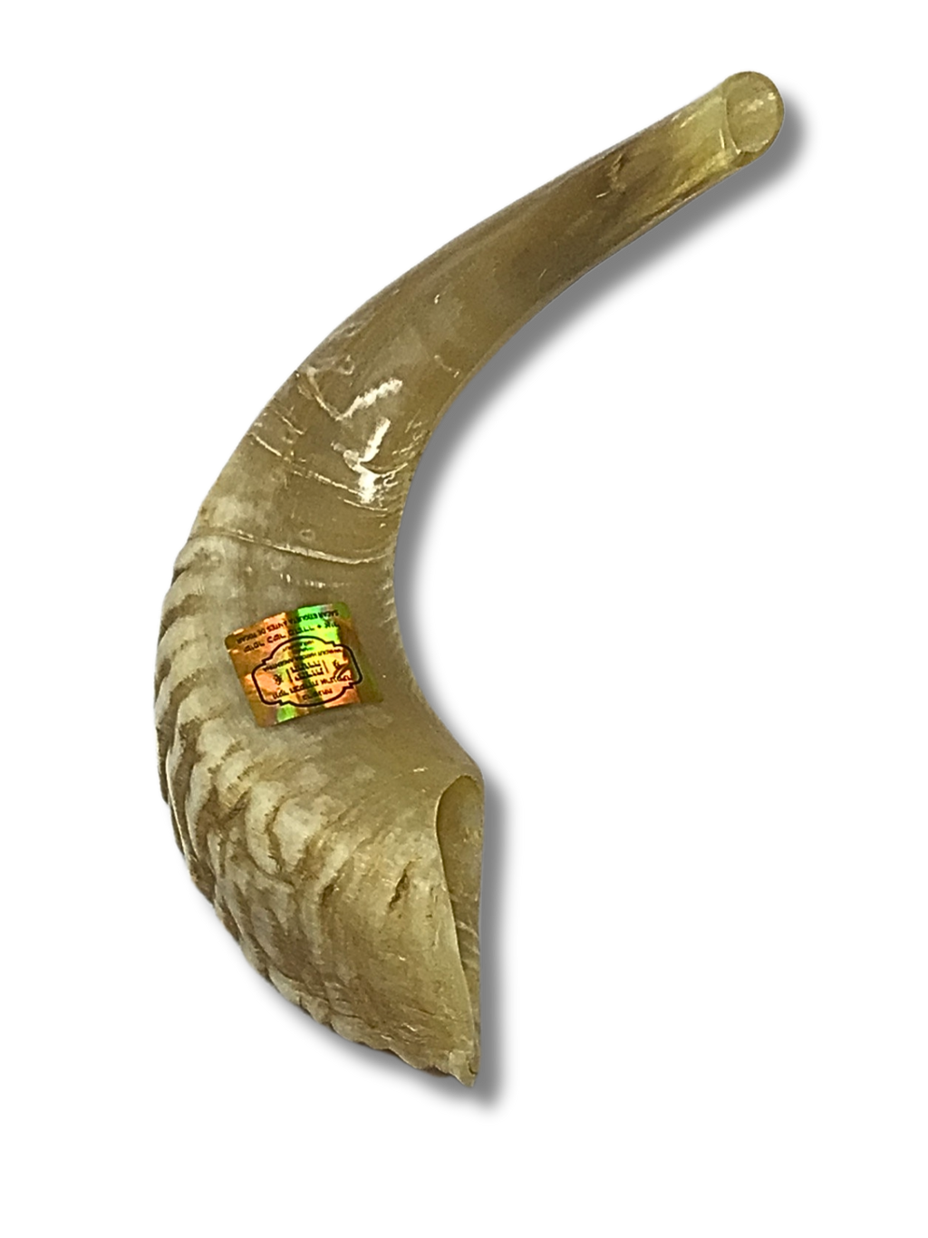 Shofar carnero B4
