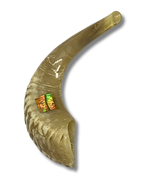 Shofar carnero B4