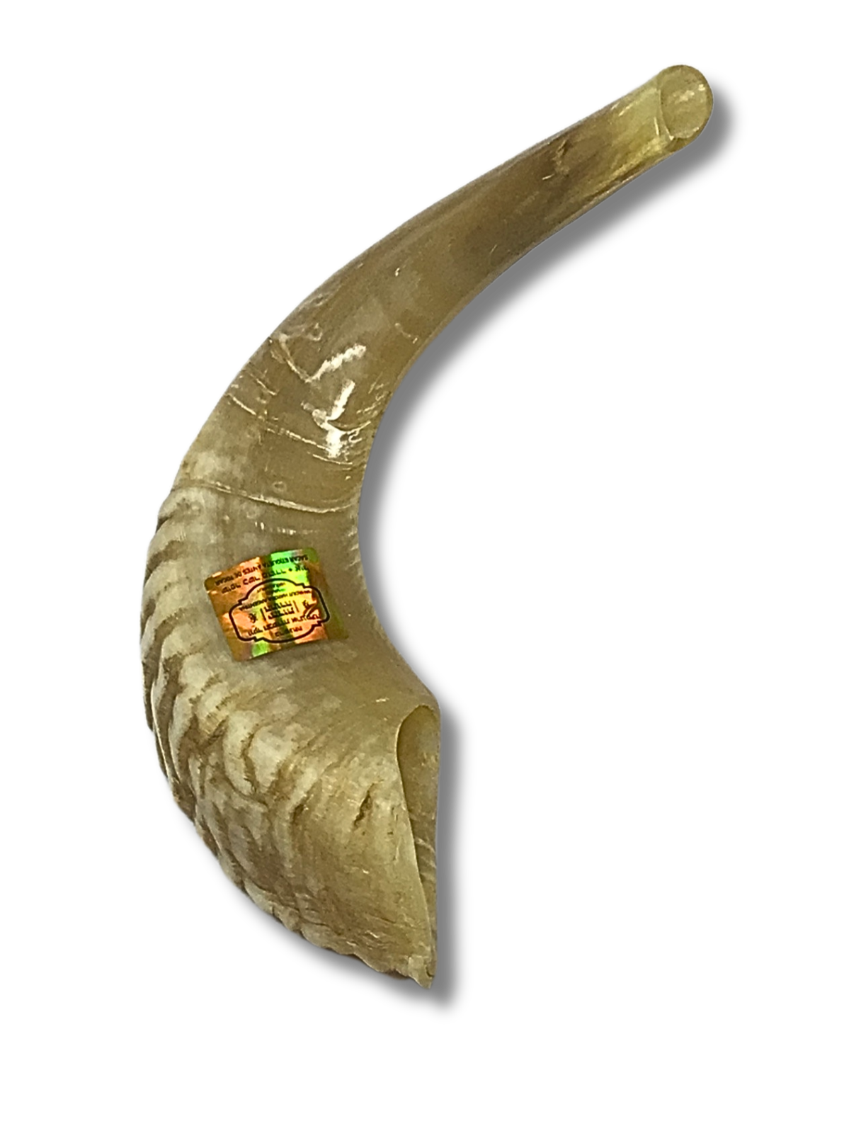 Shofar carnero B4