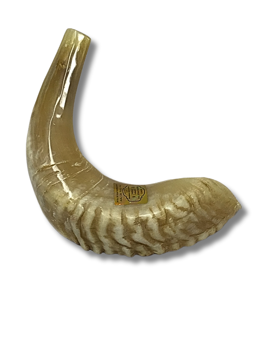 Shofar carnero B4