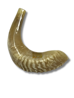 Shofar carnero B4