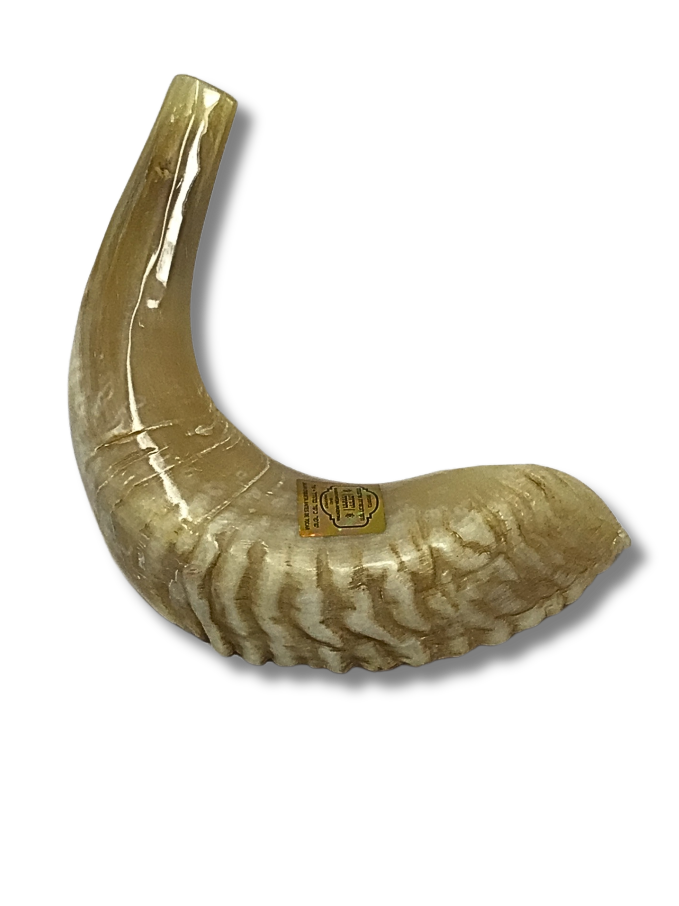 Shofar carnero B4