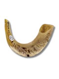 Shofar carnero C3
