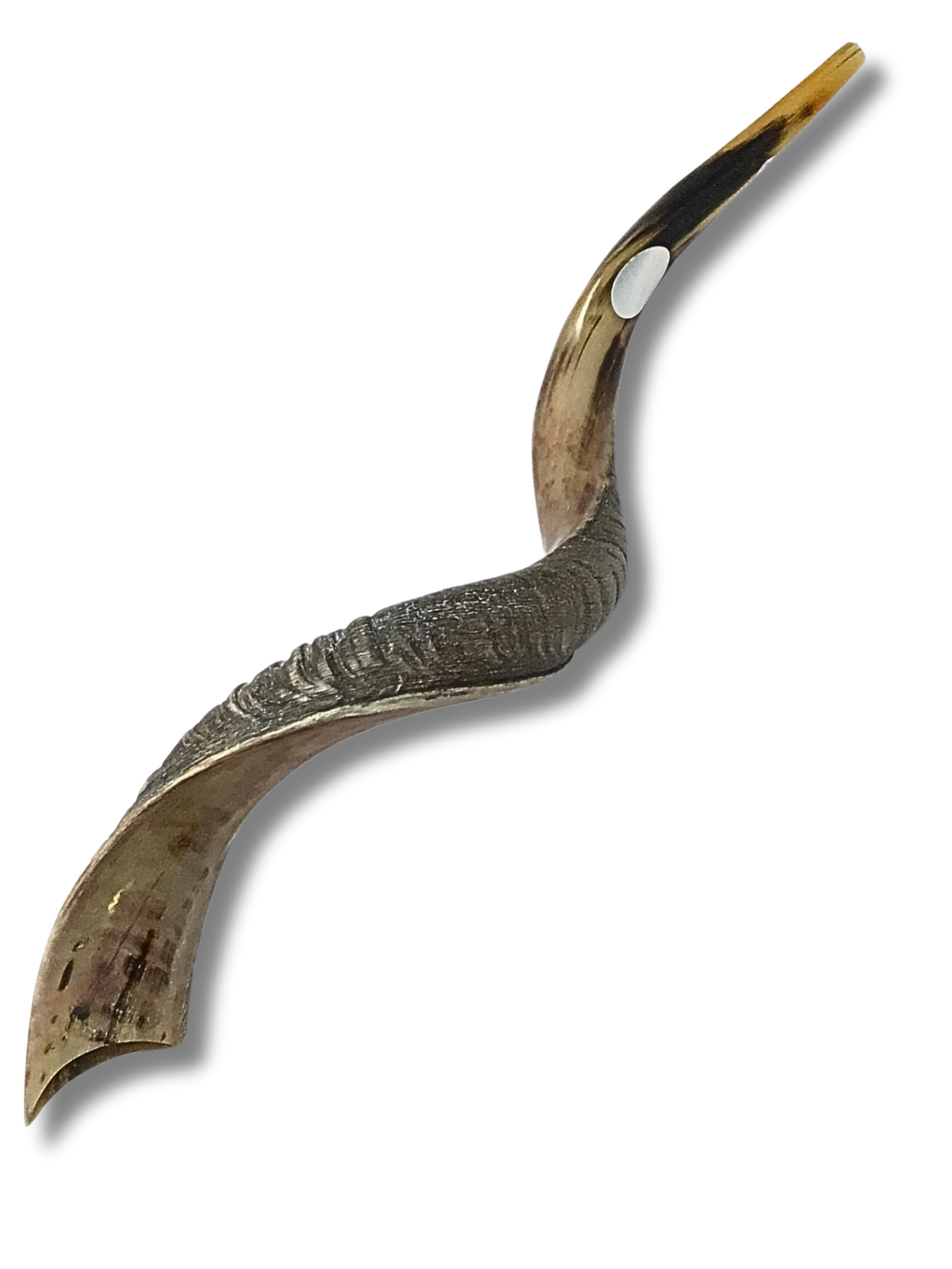 Shofar antílope jumbo