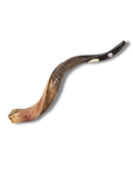 Medium Antelope Shofar