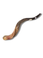 Shofar antílope mediano