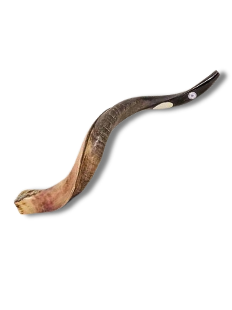 Shofar antílope mediano