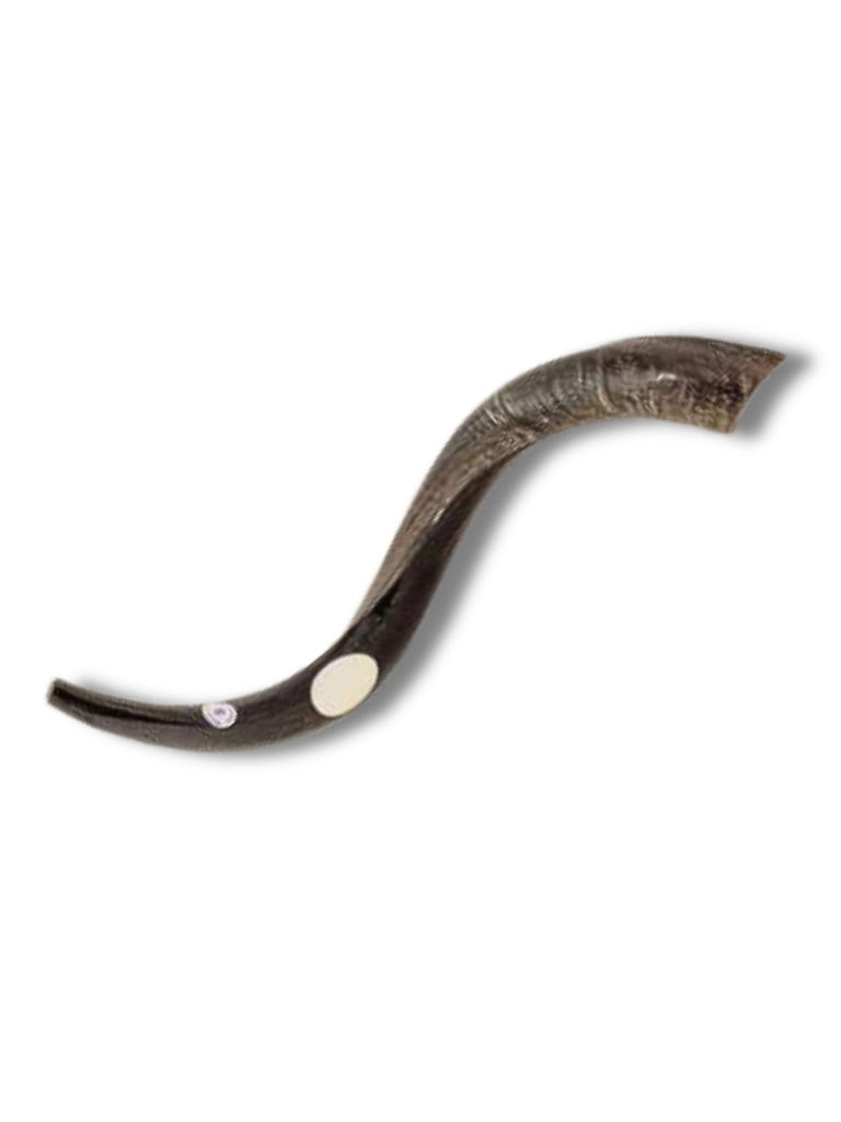 Shofar antilope small