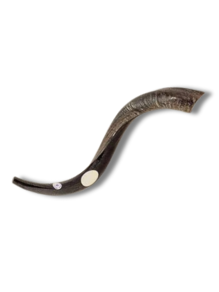 Shofar de Antilope Libreria Jerusalem Centro