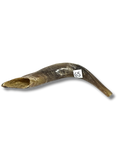 Shofar cabra G5
