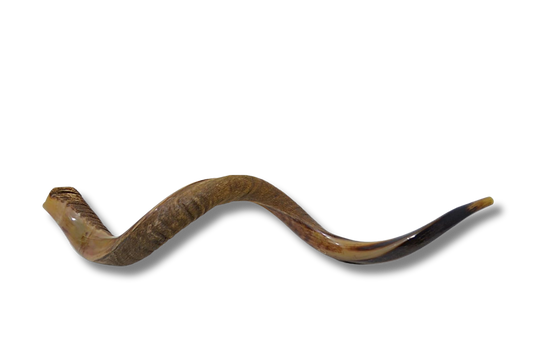 Shofar antílope super jumbo